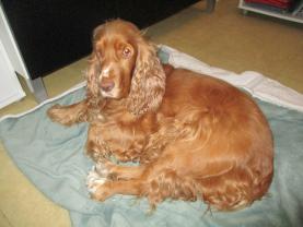 Service : garde animaux Service : garde animaux