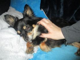 Service : garde animaux Service : garde animaux