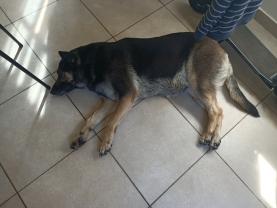 Service : garde animaux Service : garde animaux