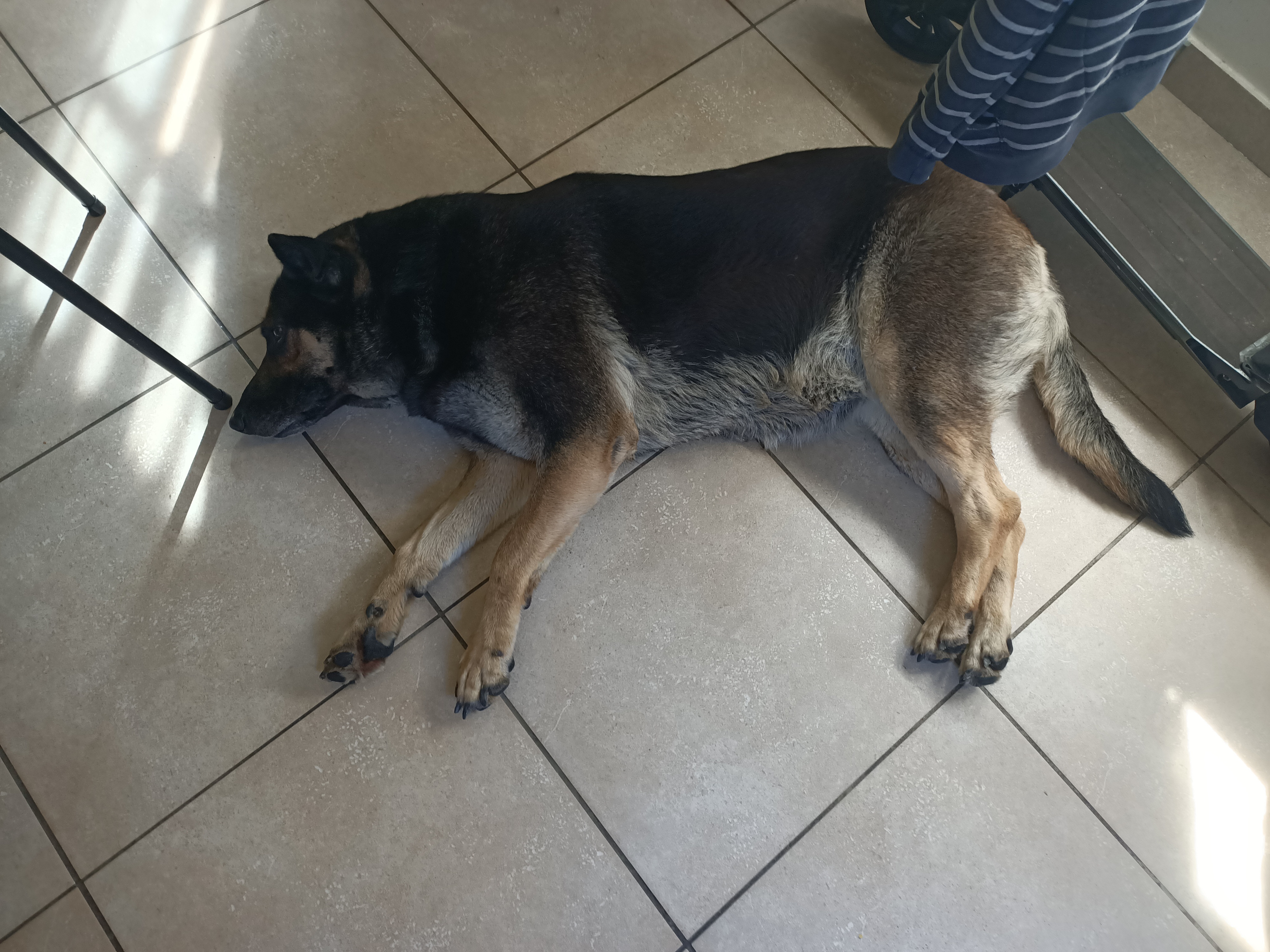 Service garde animaux 95 entre particuliers