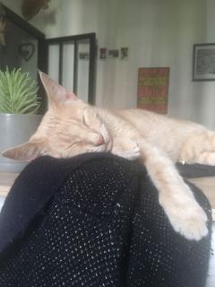Demander ce catsitter