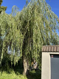 Service : elagage Service : elagage