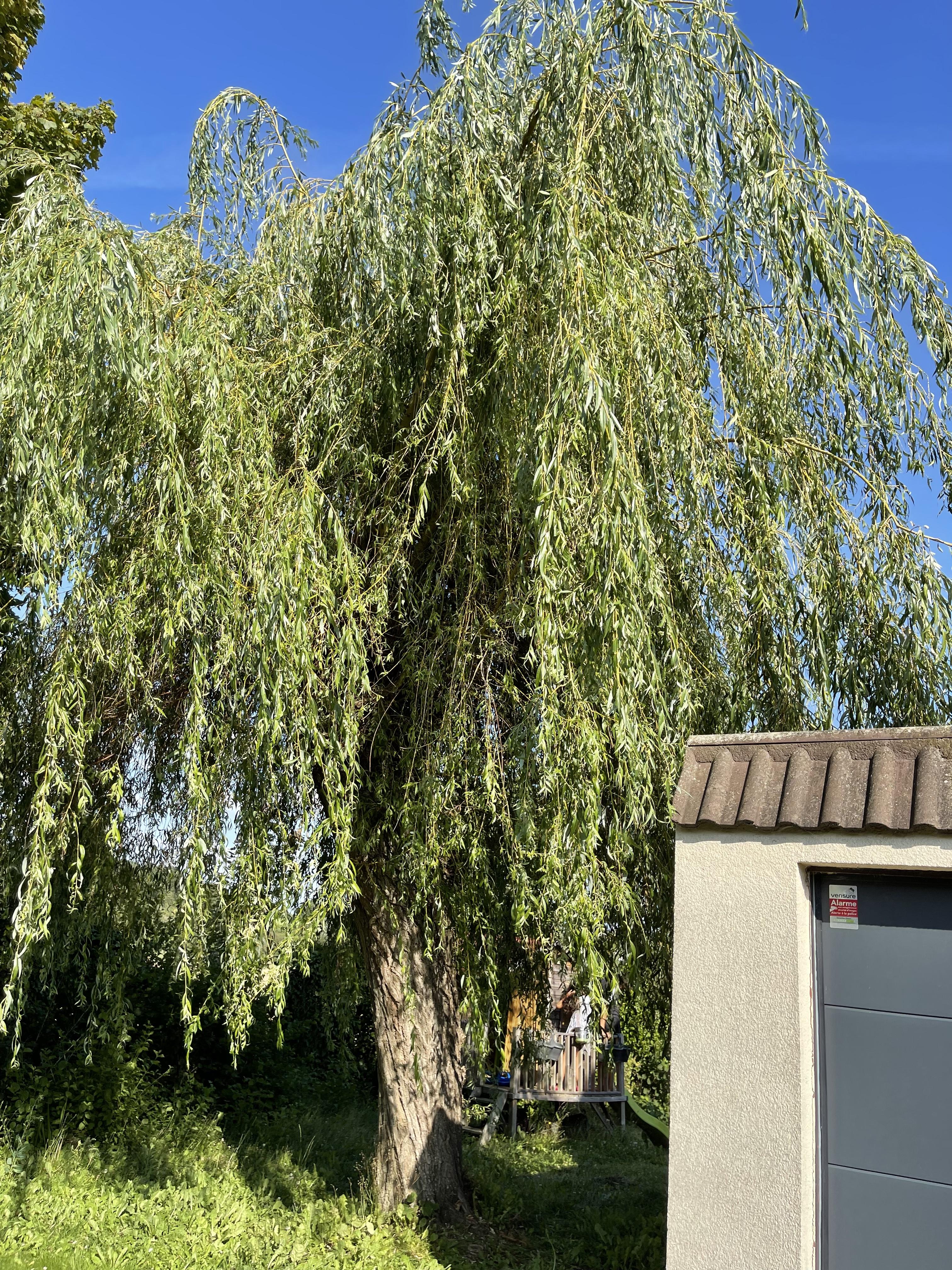 Service elagage 77 entre particuliers