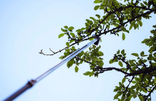 Location : coupe branches Location : coupe branches