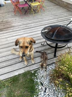 Service : garde animaux Service : garde animaux