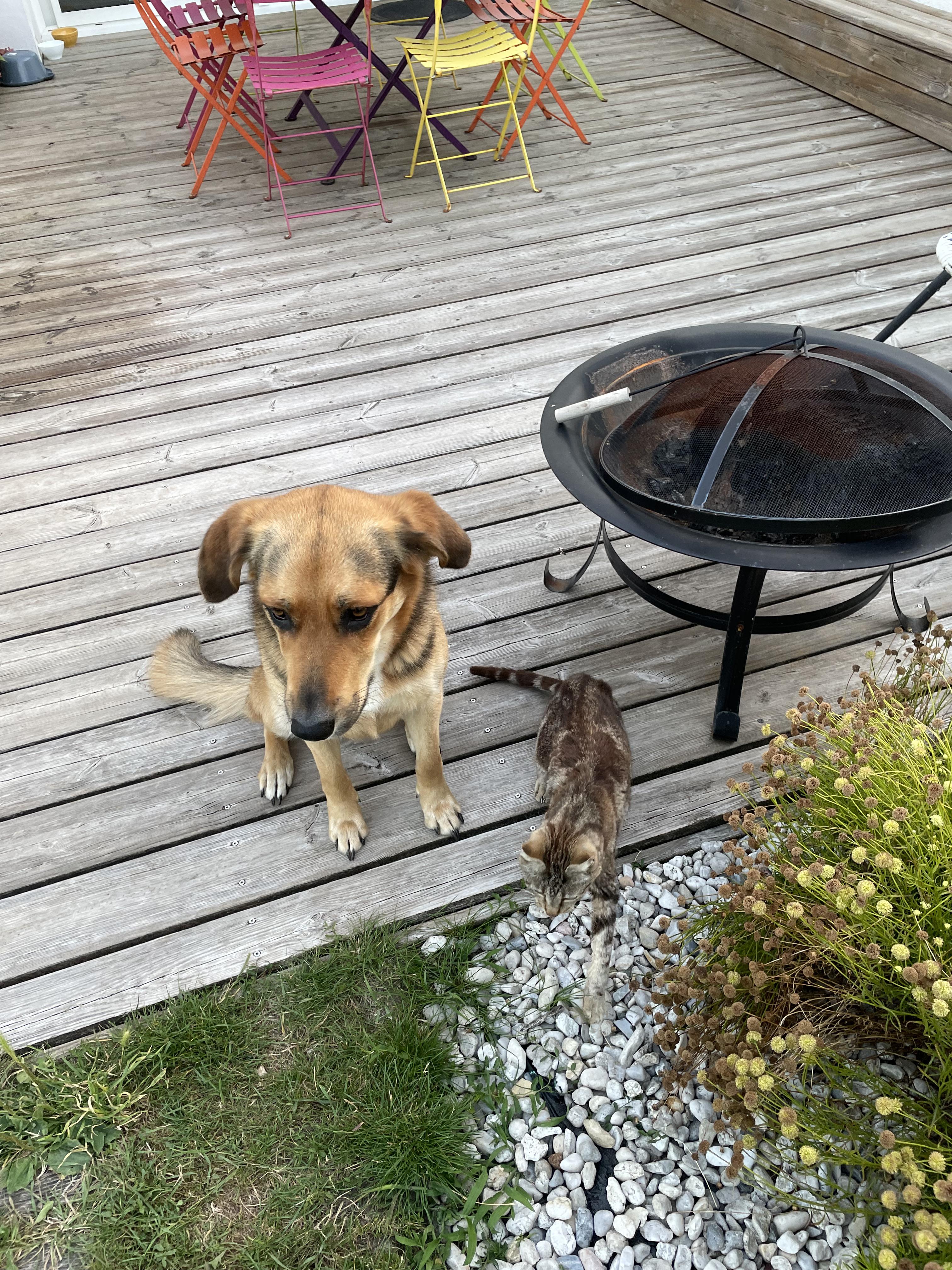 Service garde animaux 06 entre particuliers