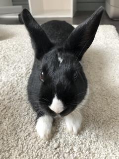 Service : garde lapin Service : garde lapin