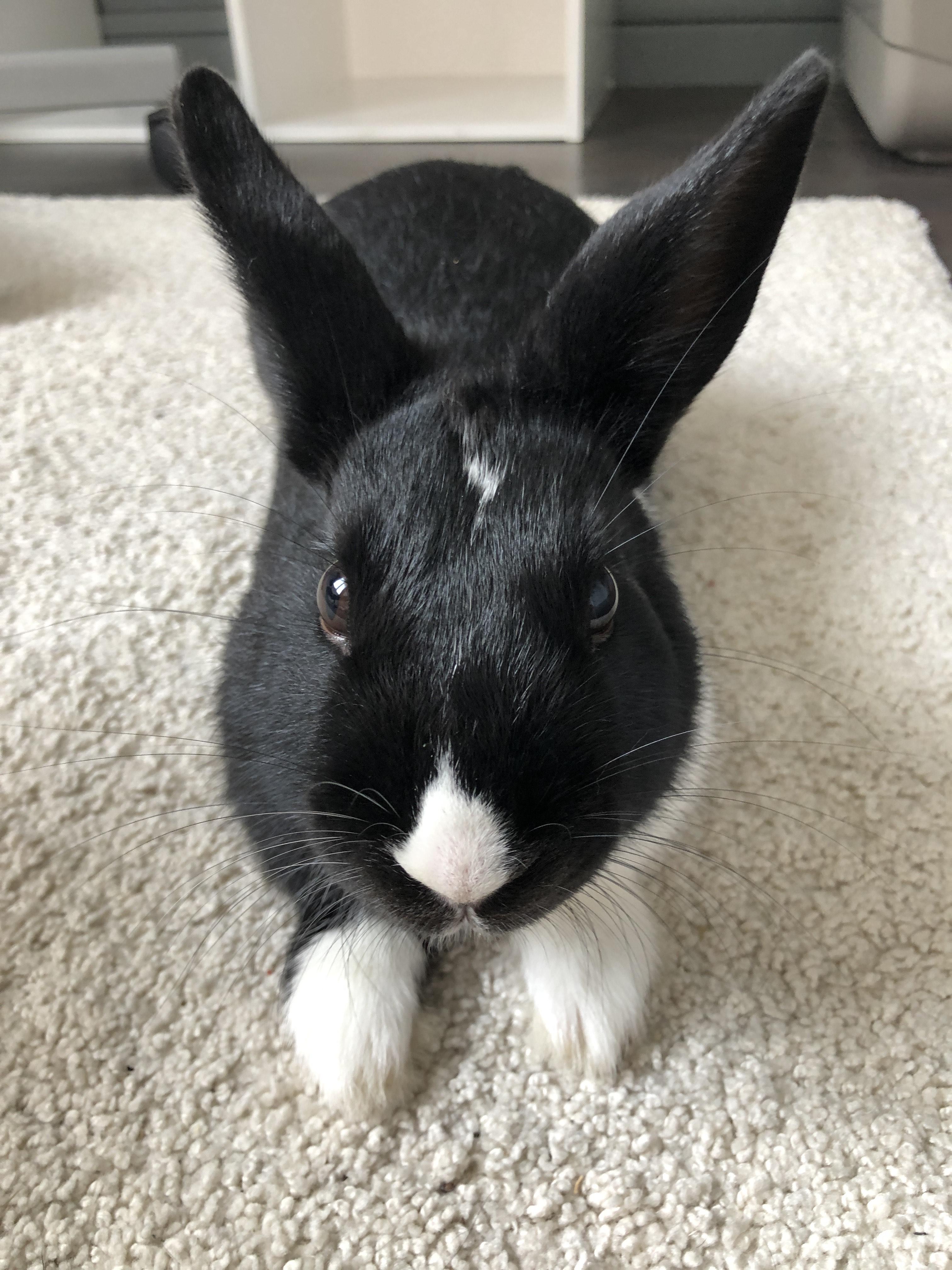 Service garde lapin 33 entre particuliers
