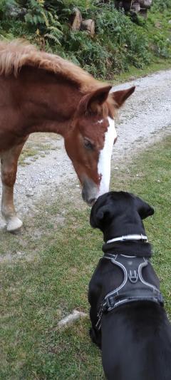 Demander ce petsitter