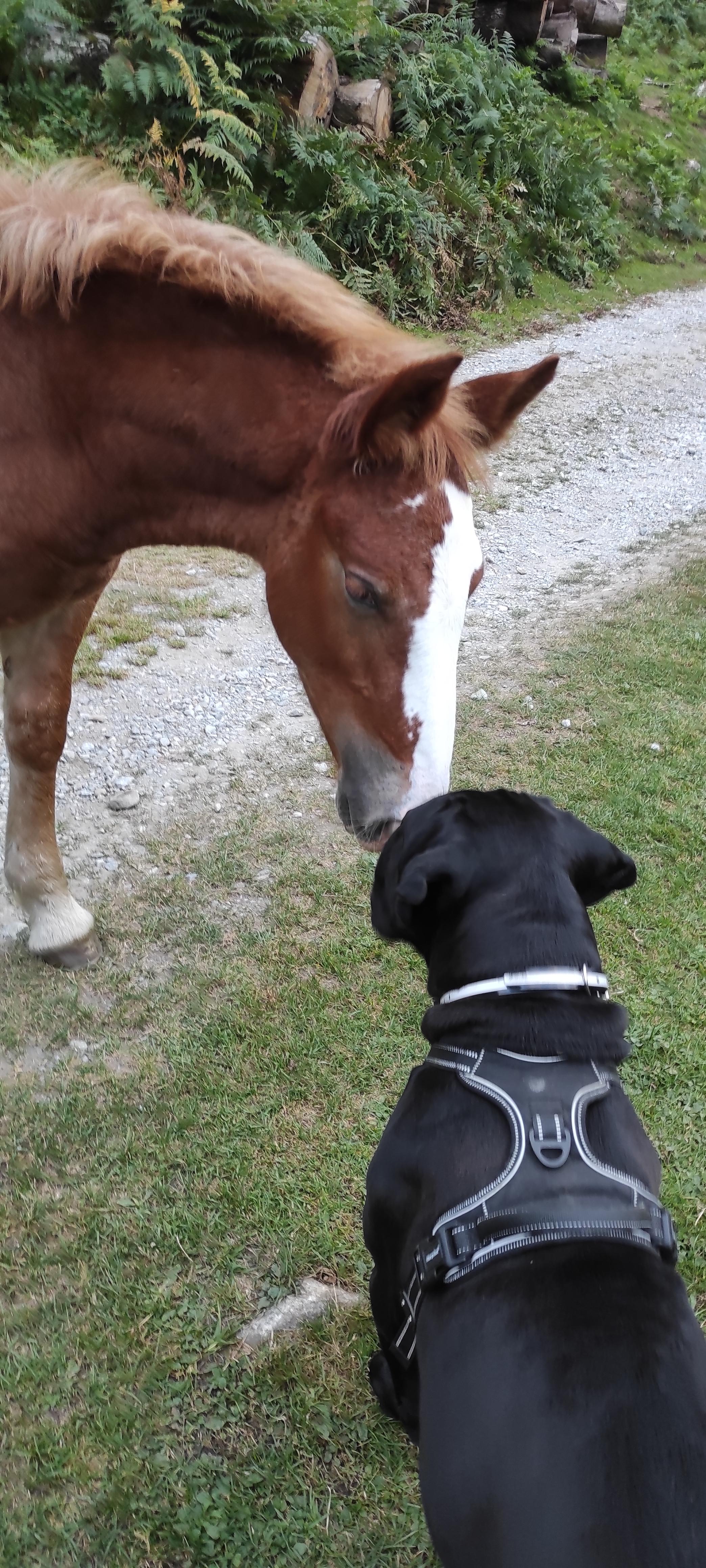 Service chien 31 entre particuliers