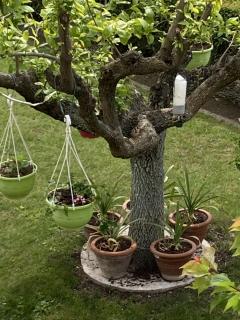 Service : elagage Service : elagage