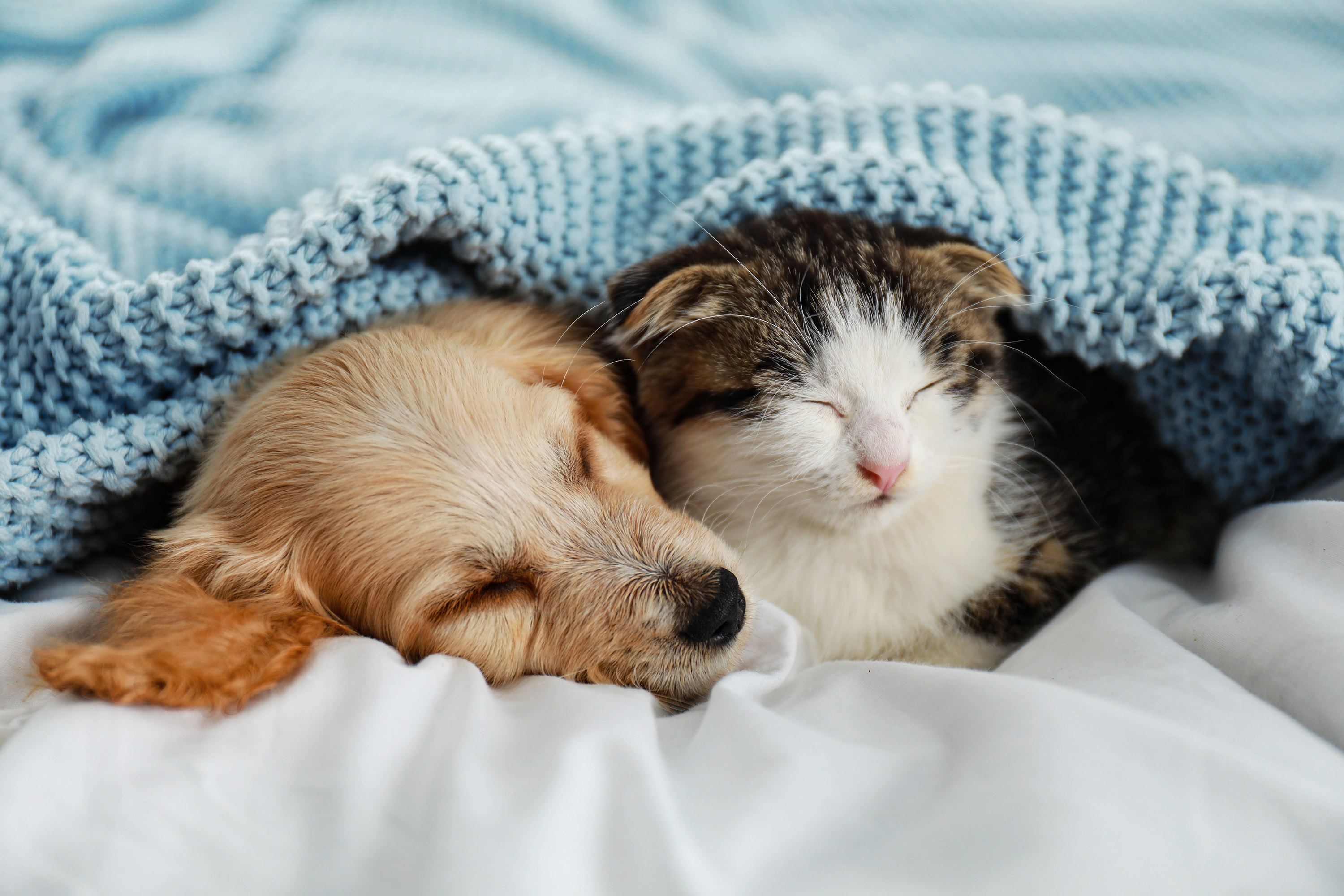 Service garde animaux 38 entre particuliers