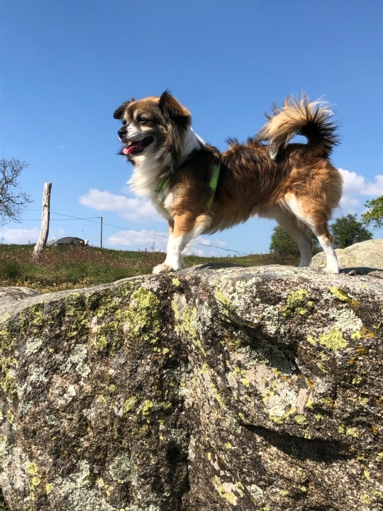 Service garde animaux 38 entre particuliers