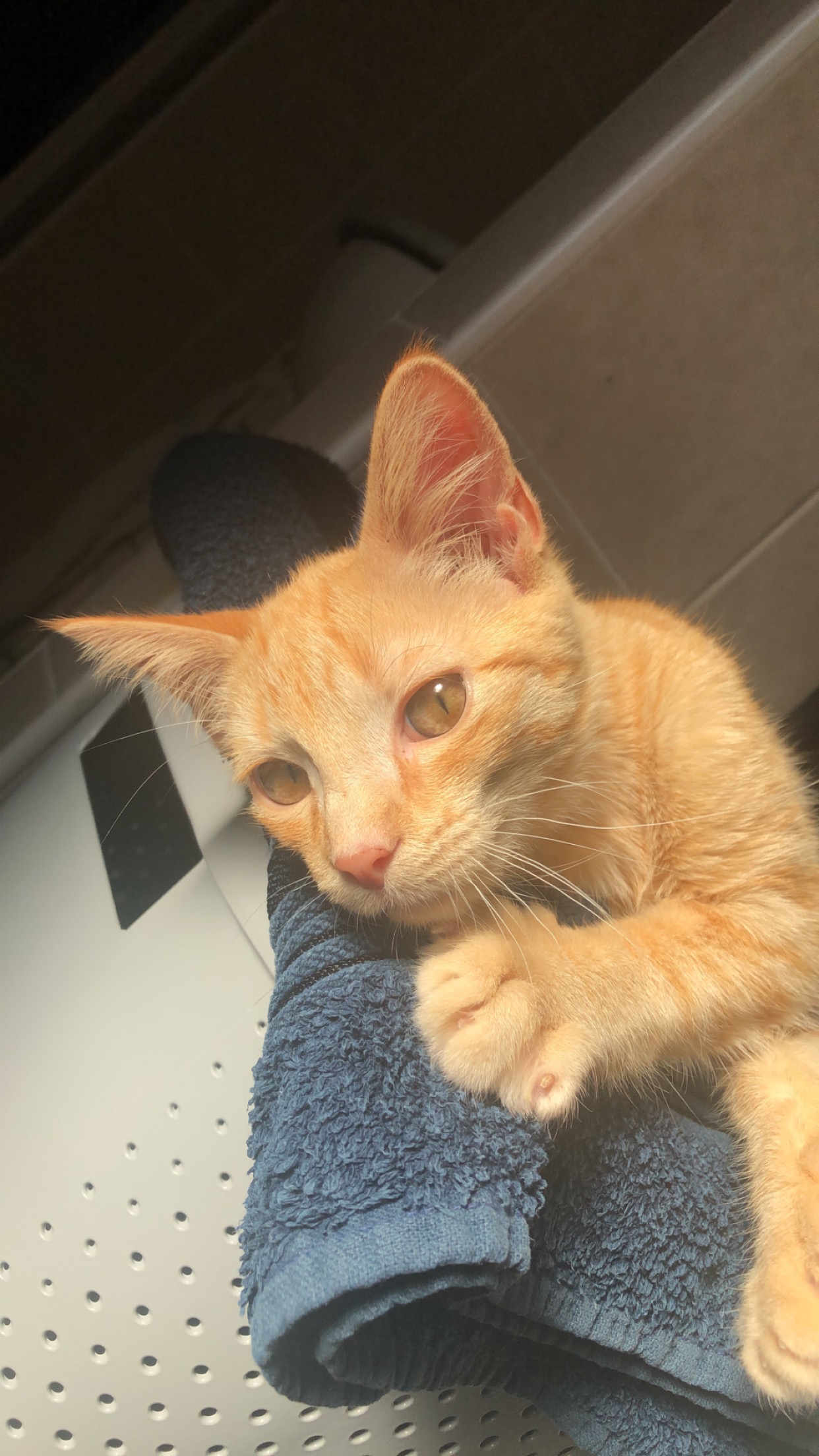 Service garde animaux 91 entre particuliers