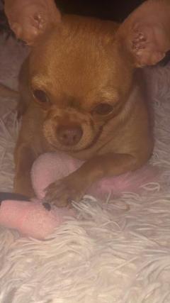 Demander ce petsitter