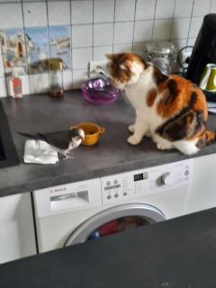 Service : garde animaux Service : garde animaux