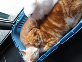 Demander une garde
