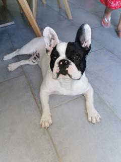 Service : chien Service : chien