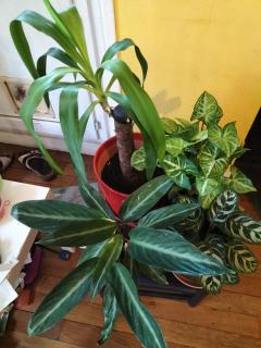 Service : arrosage Service : arrosage