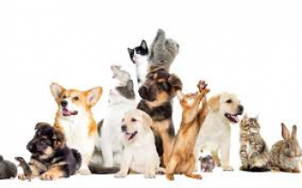 Service : garde animaux Service : garde animaux