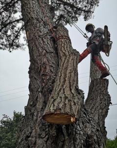 Service : entretien espace vert Service : entretien espace vert