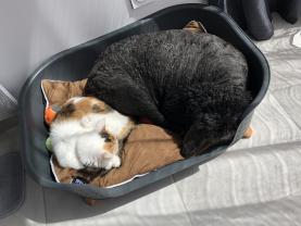 Service : garde animaux Service : garde animaux