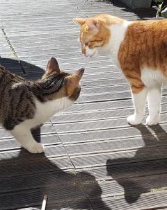 Demander ce catsitter