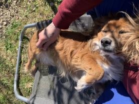 Service : garde animaux Service : garde animaux