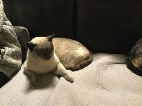 Service : chat Service : chat