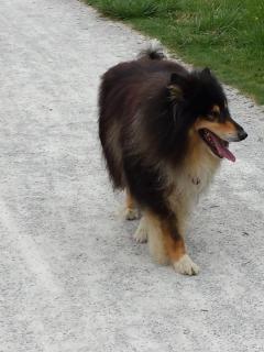 Service : chien Service : chien