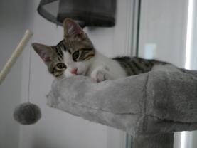 Service : chat Service : chat