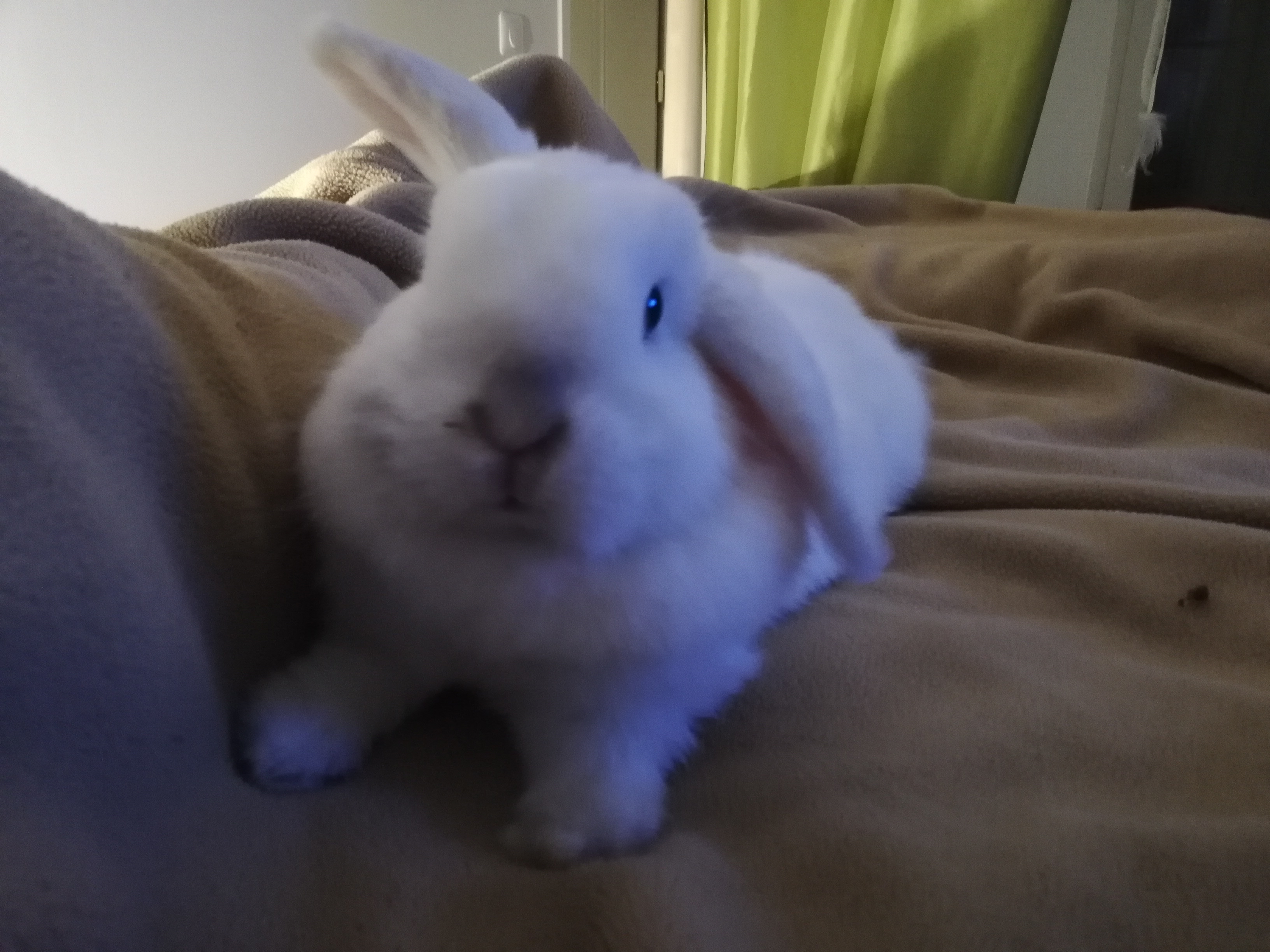 Service garde lapin 78 entre particuliers