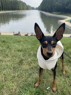 Service : chien Service : chien