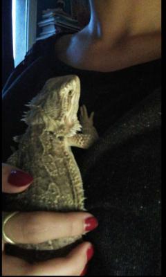 Service : reptile Service : reptile