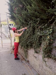 Service : taille de haies Service : taille de haies