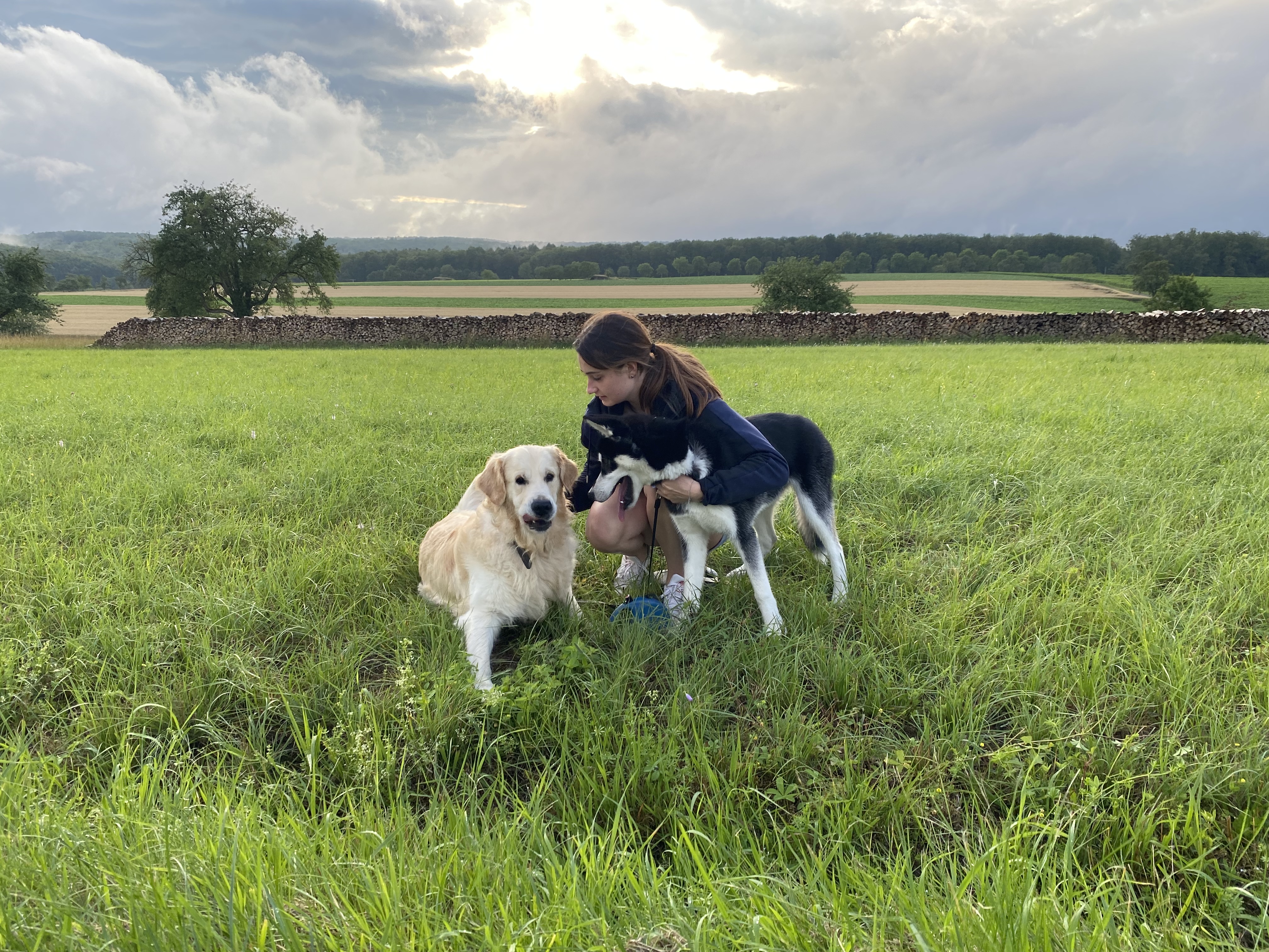 Service chien 67 entre particuliers