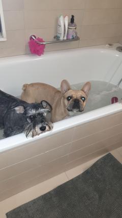 Service : chien Service : chien