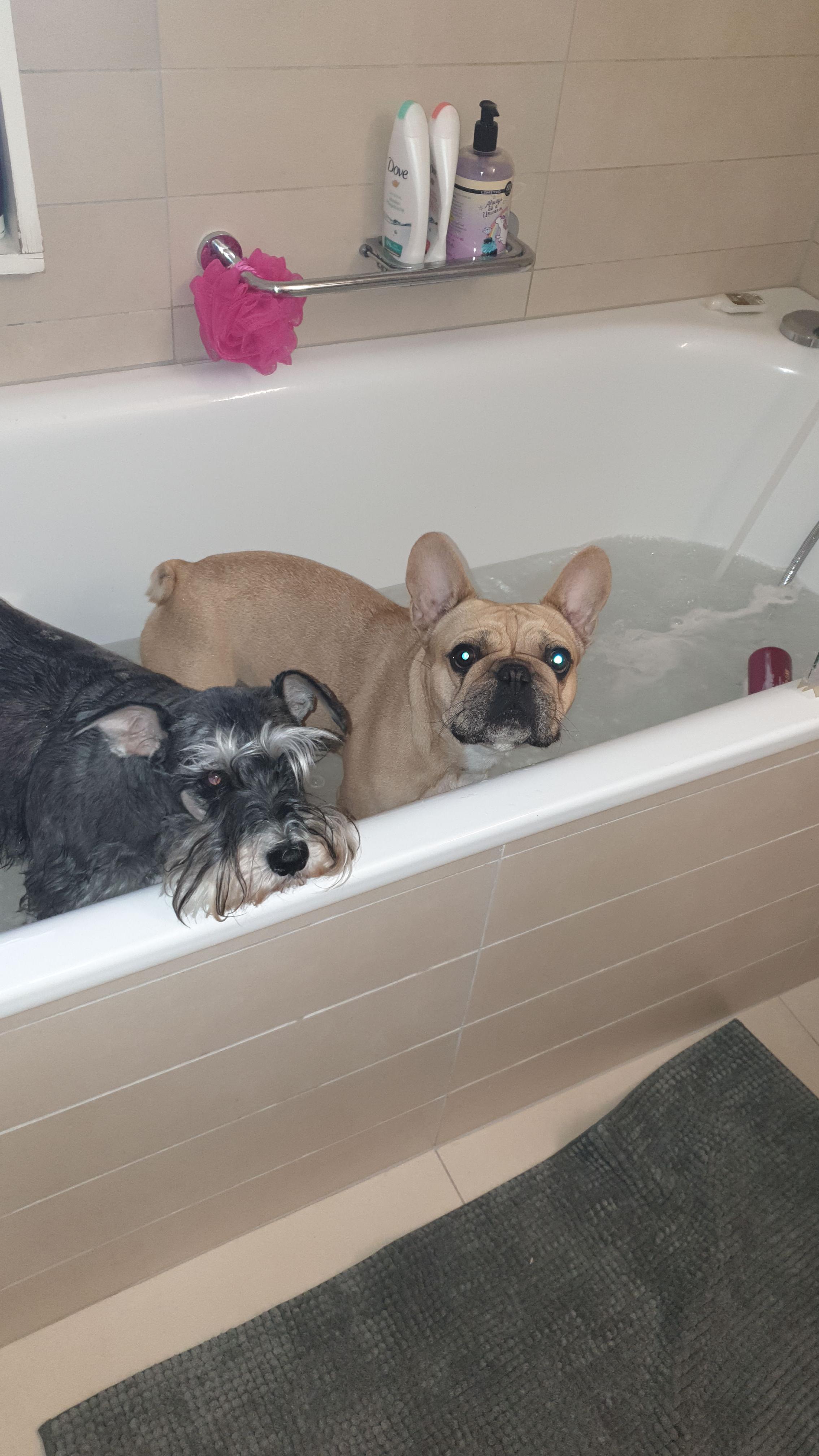 Service chien 74 entre particuliers