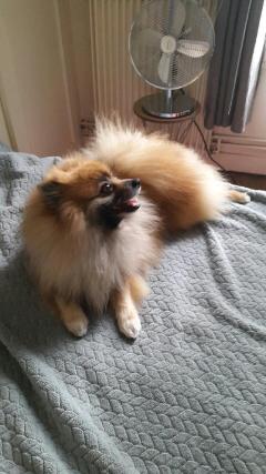 Service : garde animaux Service : garde animaux