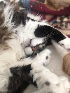 Demander ce catsitter