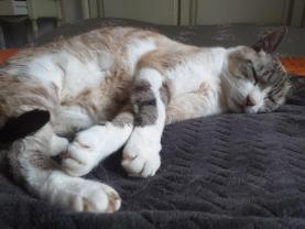 Demander ce catsitter