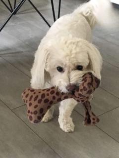 Service : chien Service : chien