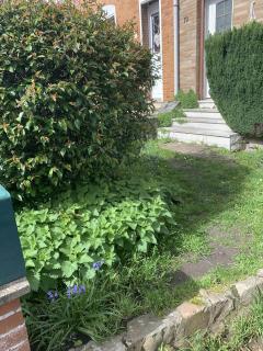 Service : elagage Service : elagage