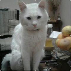 Demander ce catsitter