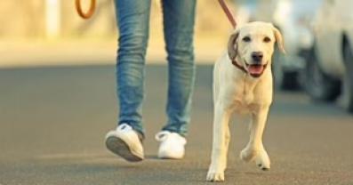Demander ce petsitter