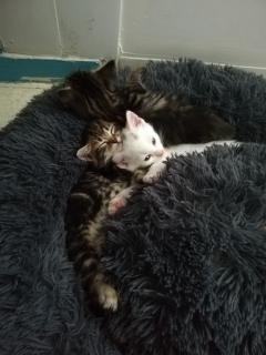 Service : garde animaux Service : garde animaux