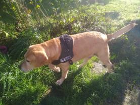 Service : chien Service : chien