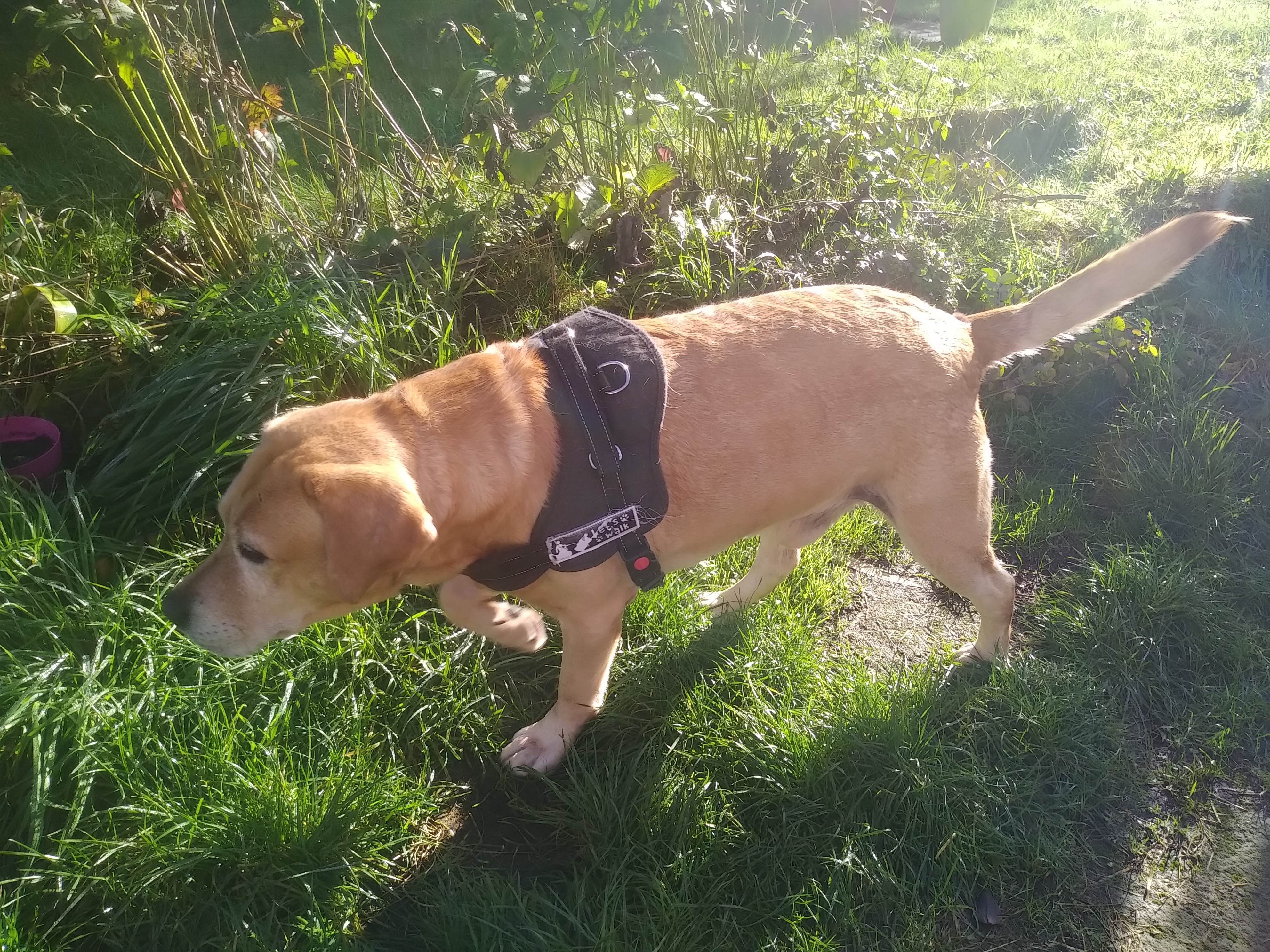 Service chien 56 entre particuliers