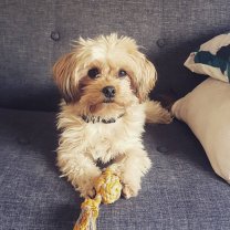 Service : chien Service : chien