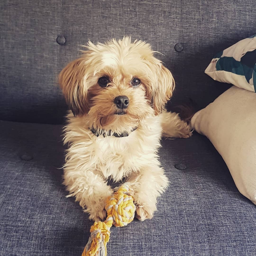 Service chien 95 entre particuliers